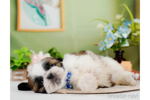 成約済の神奈川県のシーズー-297546の3枚目