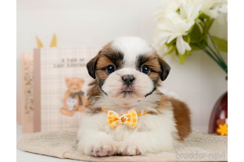 成約済の神奈川県のシーズー-297550の11枚目