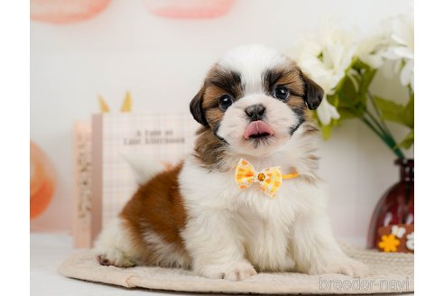 成約済の神奈川県のシーズー-297550の12枚目