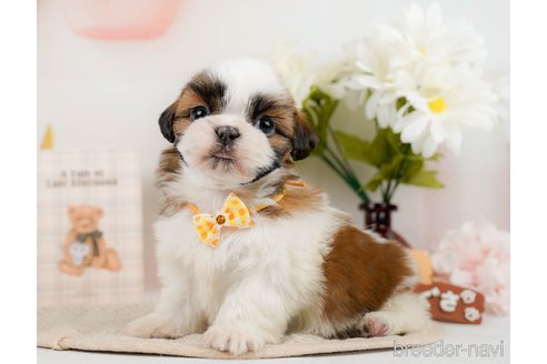 成約済の神奈川県のシーズー-297550の6枚目