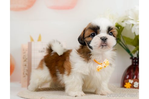 成約済の神奈川県のシーズー-297550の7枚目