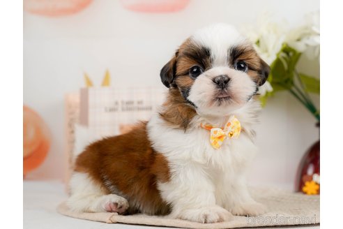 成約済の神奈川県のシーズー-297550の8枚目