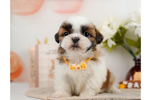 成約済の神奈川県のシーズー-297550の9枚目