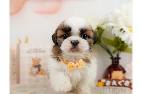 成約済の神奈川県のシーズー-297550の1枚目