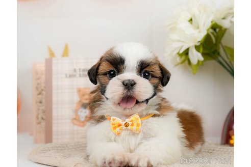 成約済の神奈川県のシーズー-297550の3枚目