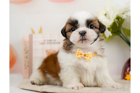 成約済の神奈川県のシーズー-297550の4枚目