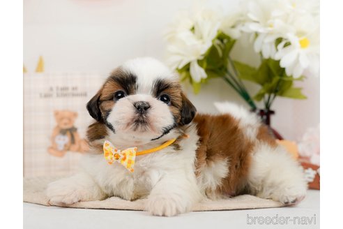 成約済の神奈川県のシーズー-297550の5枚目