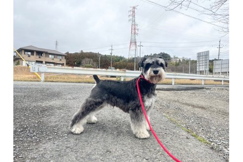 トッポくん1枚目