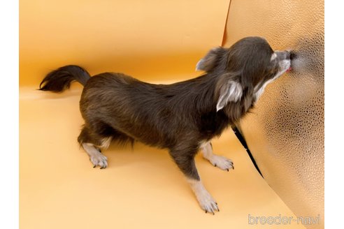 成約済の東京都のチワワ(ロングコート)-272866の3枚目