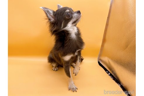 成約済の東京都のチワワ(ロングコート)-272866の6枚目