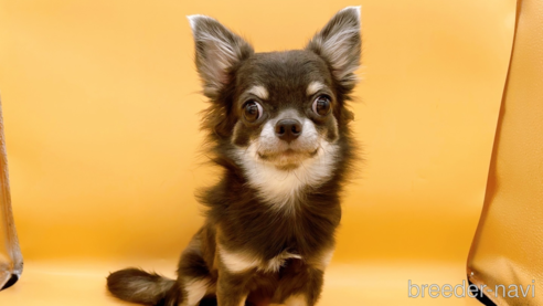 成約済の東京都のチワワ(ロングコート)-272866の2枚目