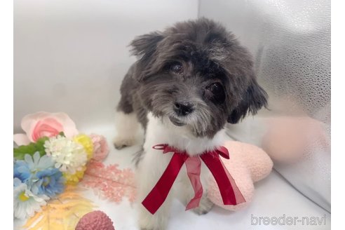 成約済の東京都のミックス犬-246879の9枚目