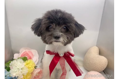 成約済の東京都のミックス犬-246879の10枚目