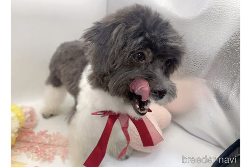 成約済の東京都のミックス犬-246879の7枚目