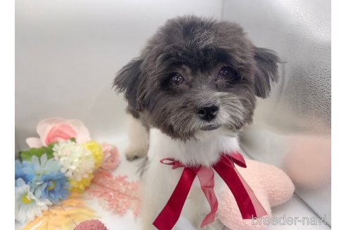 成約済の東京都のミックス犬-246879の8枚目