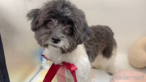 成約済の東京都のミックス犬-246879の6枚目