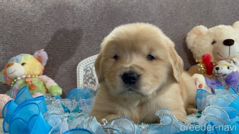 子犬