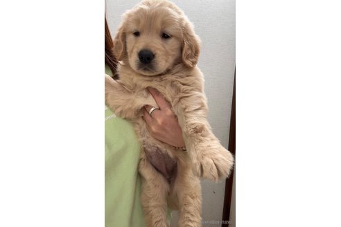 成約済の茨城県のゴールデンレトリーバー-296062の1枚目