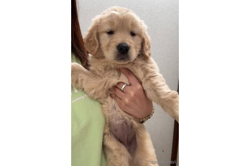 成約済の茨城県のゴールデンレトリーバー-296062の2枚目