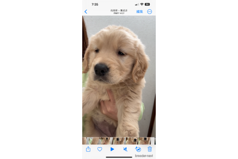 成約済の茨城県のゴールデンレトリーバー-296062の3枚目