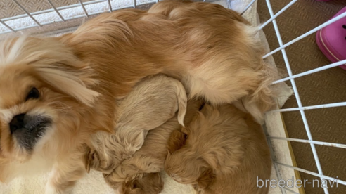 成約済の福岡県のミックス犬-297610の1枚目