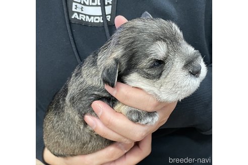 成約済の岡山県のミニチュアシュナウザー-291655の2枚目