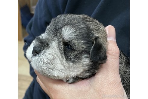 成約済の岡山県のミニチュアシュナウザー-291655