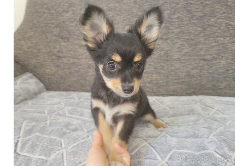 成約済の神奈川県のミックス犬-298203の26枚目