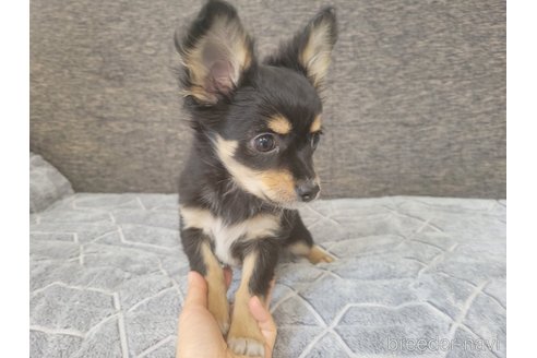 成約済の神奈川県のミックス犬-298203の25枚目