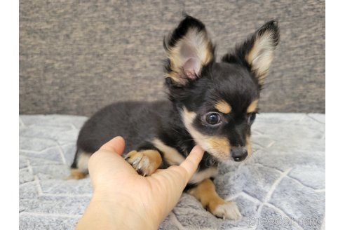 成約済の神奈川県のミックス犬-298203の24枚目