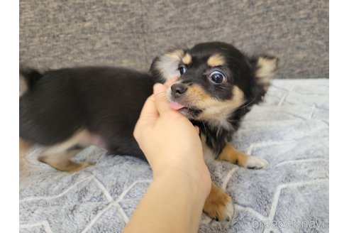 成約済の神奈川県のミックス犬-298203の23枚目