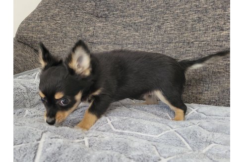 成約済の神奈川県のミックス犬-298203の22枚目