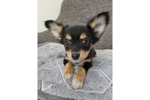 成約済の神奈川県のミックス犬-298203の21枚目