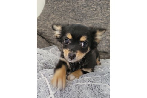 成約済の神奈川県のミックス犬-298203の18枚目