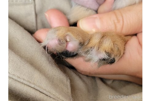 成約済の神奈川県のミックス犬-298203の16枚目
