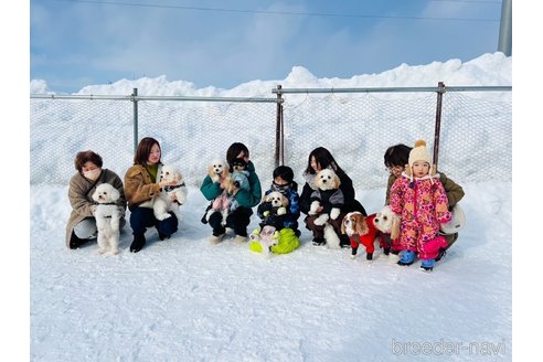 成約済の北海道のミックス犬-297633の3枚目