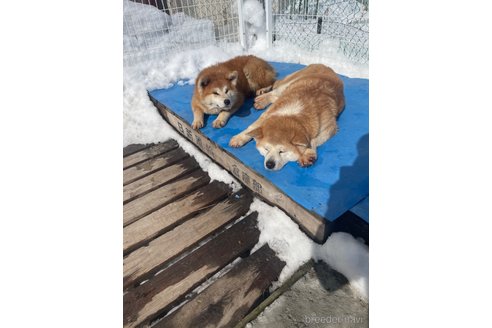 のの秋田犬-