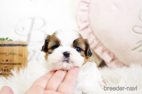 成約済の佐賀県のシーズー-297656の4枚目