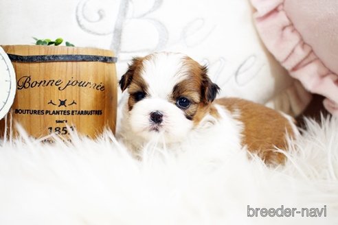 成約済の佐賀県のシーズー-297656の3枚目