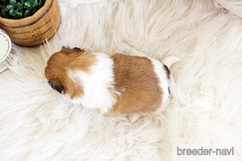 成約済の佐賀県のシーズー-297656の2枚目