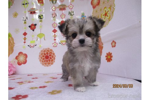 成約済の鳥取県のチワマル:チワワ×マルチーズ-297692の3枚目