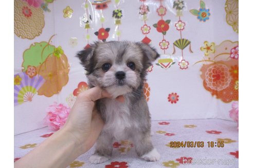 成約済の鳥取県のチワマル:チワワ×マルチーズ-297692の2枚目