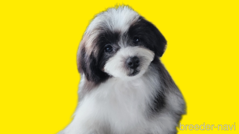 成約済の宮城県のミックス犬-281660の1枚目