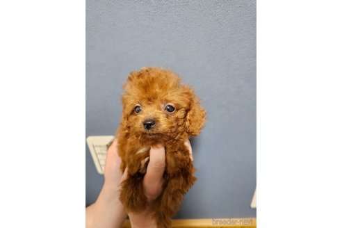 成約済の埼玉県のティーカッププードル-297709の4枚目