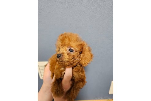成約済の埼玉県のティーカッププードル-297709の5枚目