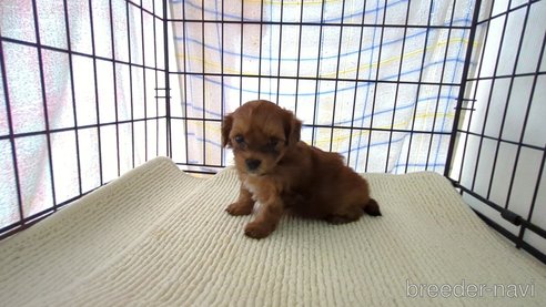 成約済の茨城県のミックス犬-297718の6枚目
