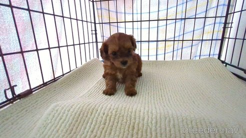成約済の茨城県のミックス犬-297718の5枚目