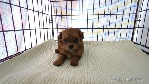 成約済の茨城県のミックス犬-297718の4枚目