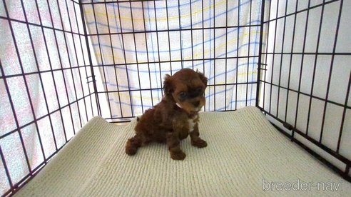 成約済の茨城県のミックス犬-297723の2枚目