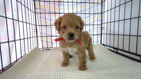 販売中の茨城県のミックス犬-297724の4枚目